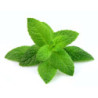 Concentré pour granité Menthe verte